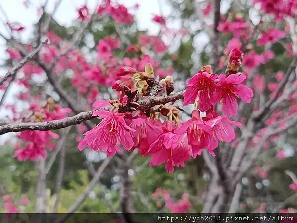 桃園蘆竹大古山賞香水櫻，發現桃園燈會展場