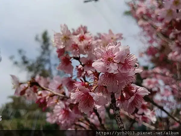 桃園蘆竹大古山賞香水櫻，發現桃園燈會展場