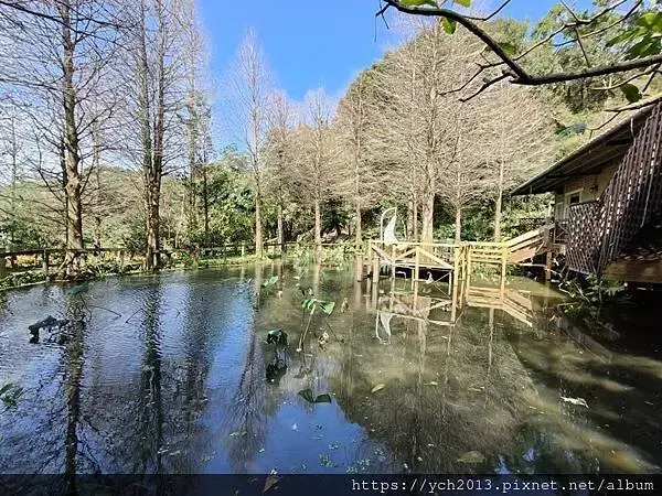 蘆竹賞櫻好去處，竹圃茶園小木屋農場幽靜自然好風光