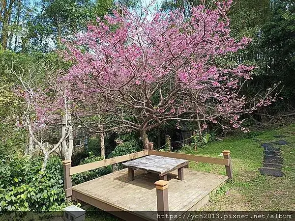 蘆竹賞櫻好去處，竹圃茶園小木屋農場幽靜自然好風光