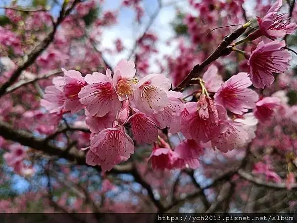 蘆竹賞櫻好去處，竹圃茶園小木屋農場幽靜自然好風光