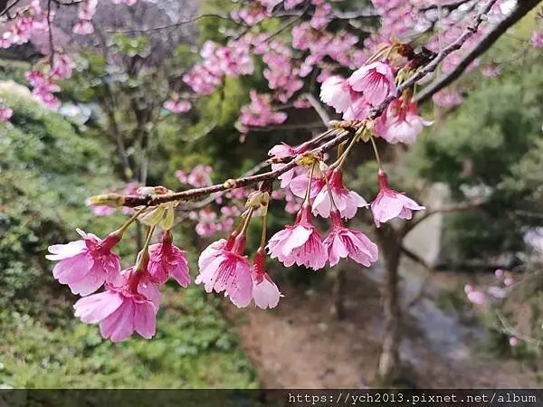 蘆竹賞櫻好去處，竹圃茶園小木屋農場幽靜自然好風光