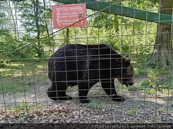 布拉索夫熊保育區