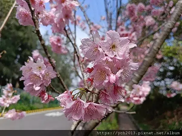 桃園蘆竹大古山賞香水櫻，發現桃園燈會展場