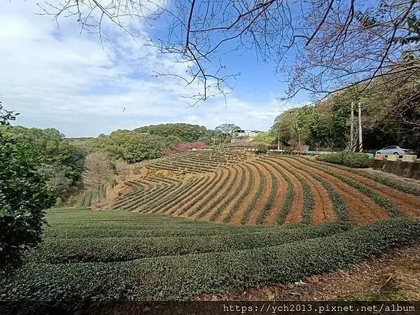 初八竹峰茶園賞景