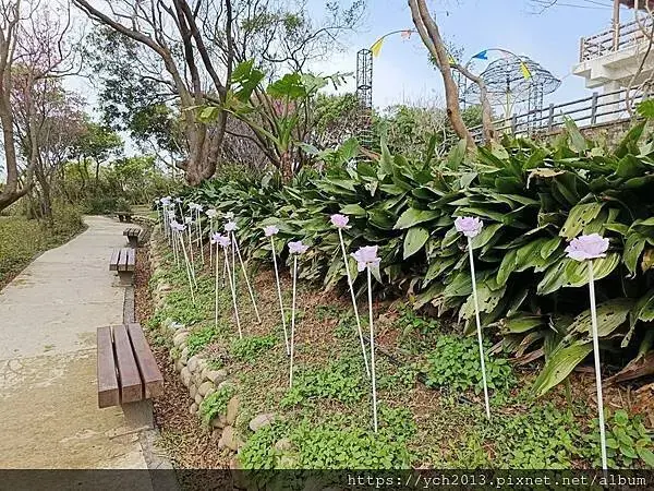 桃園蘆竹大古山賞香水櫻，發現桃園燈會展場