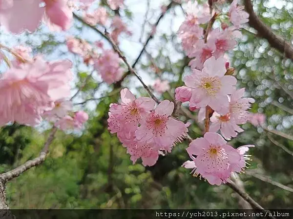 桃園蘆竹大古山賞香水櫻，發現桃園燈會展場