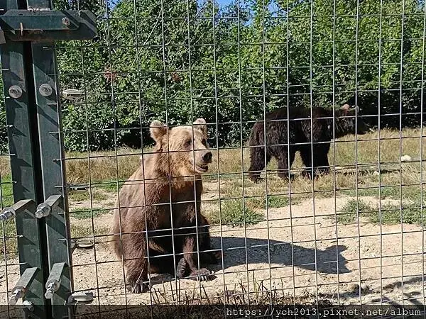 布拉索夫熊保育區