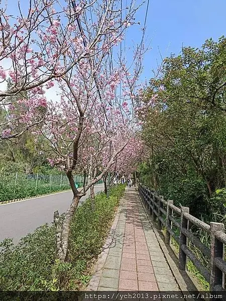 桃園蘆竹大古山賞香水櫻，發現桃園燈會展場