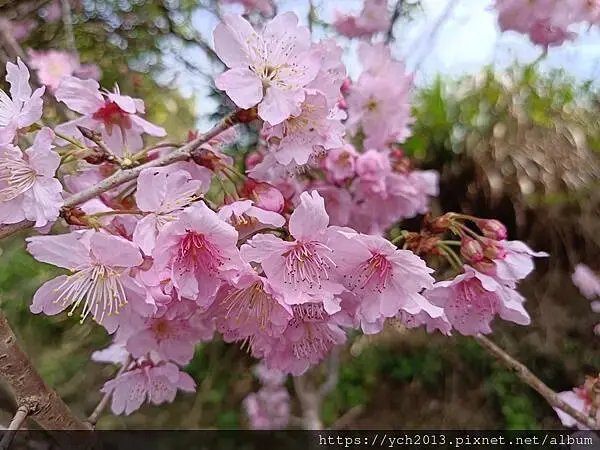 桃園蘆竹大古山賞香水櫻，發現桃園燈會展場