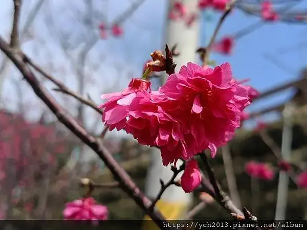 桃園蘆竹大古山賞香水櫻，發現桃園燈會展場