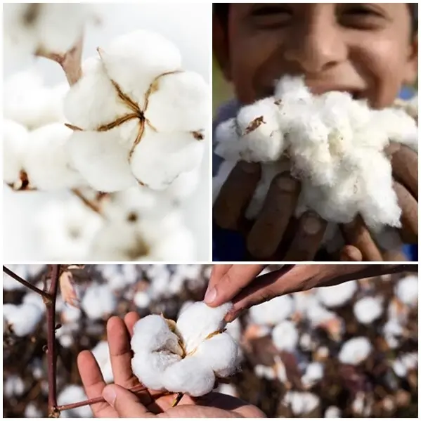 居家生活|日比家族Sanderson英國皇室御用品牌親膚透氣