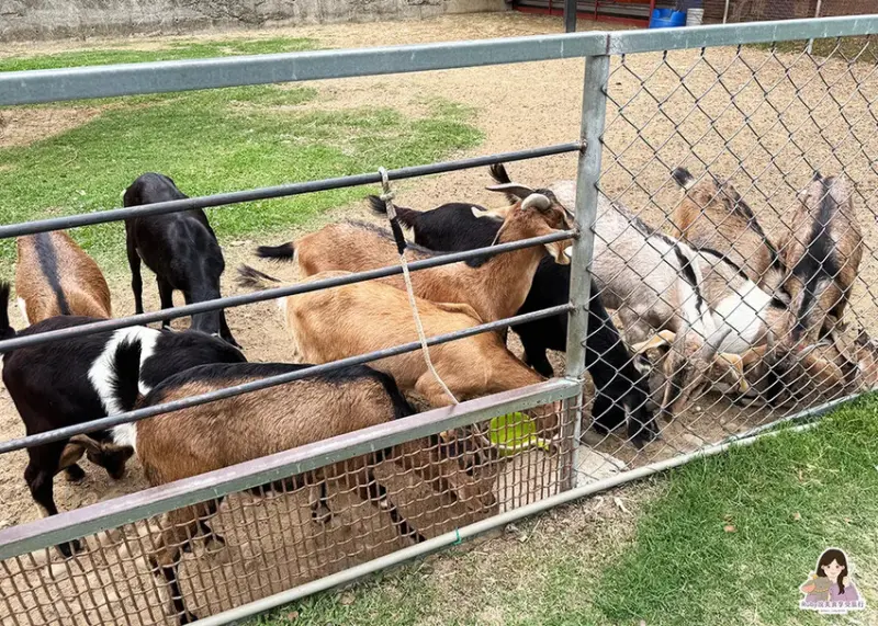 【彰化市景點】日月山景休閒農場，免門票入園，紅蘿蔔20元、牧