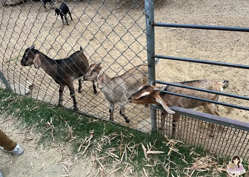 【彰化市景點】日月山景休閒農場，免門票入園，紅蘿蔔20元、牧