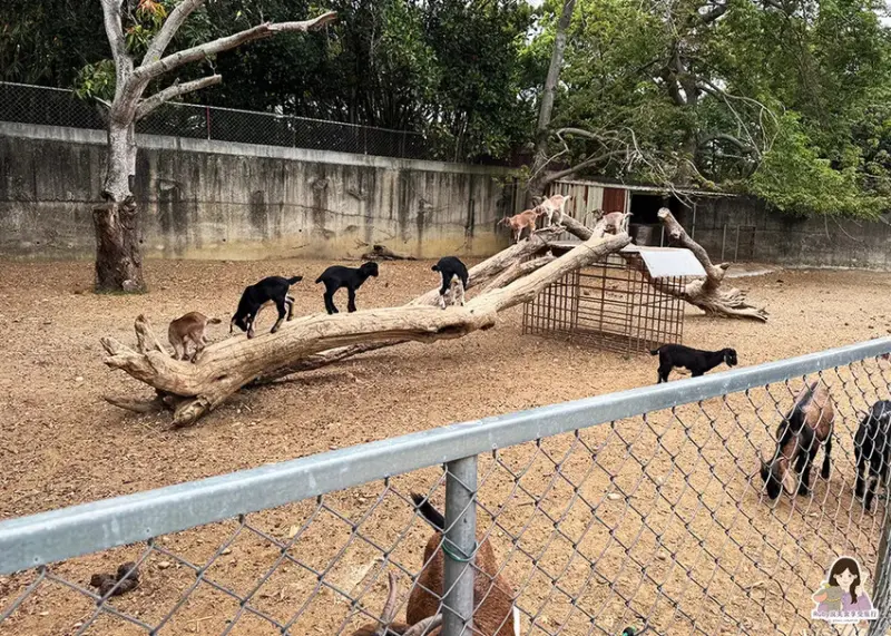 【彰化市景點】日月山景休閒農場，免門票入園，紅蘿蔔20元、牧