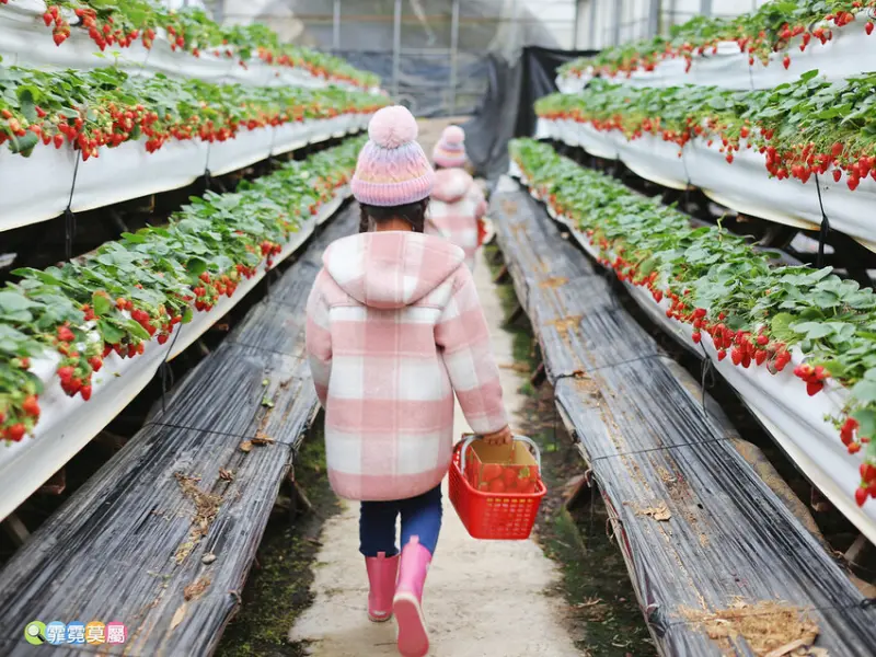 ★新竹親子景點★ 金勇番茄農場，全國番茄品種最多的休閒農場，