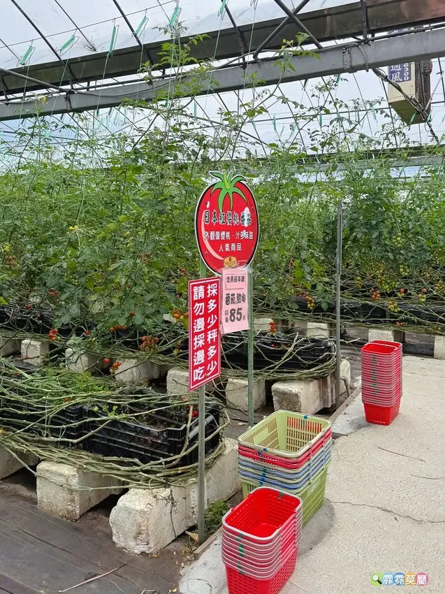 ★新竹親子景點★ 金勇番茄農場，全國番茄品種最多的休閒農場，