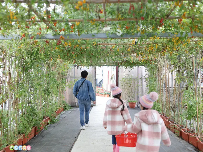 ★新竹親子景點★ 金勇番茄農場，全國番茄品種最多的休閒農場，
