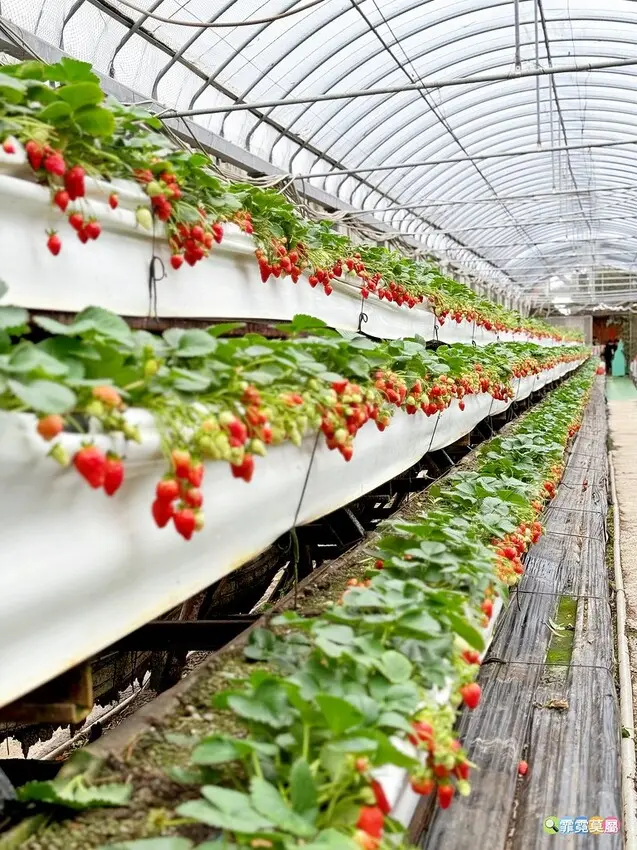 ★新竹親子景點★ 金勇番茄農場，全國番茄品種最多的休閒農場，