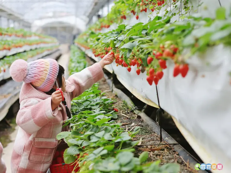 ★新竹親子景點★ 金勇番茄農場，全國番茄品種最多的休閒農場，