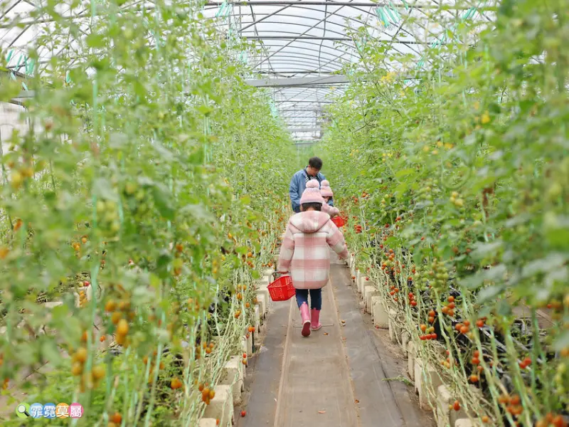 ★新竹親子景點★ 金勇番茄農場，全國番茄品種最多的休閒農場，