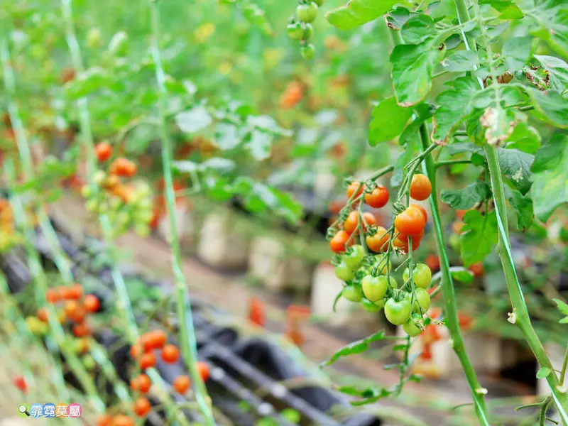 ★新竹親子景點★ 金勇番茄農場，全國番茄品種最多的休閒農場，