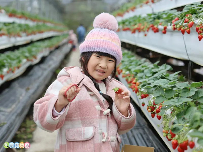 ★新竹親子景點★ 金勇番茄農場，全國番茄品種最多的休閒農場，