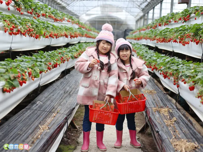 ★新竹親子景點★ 金勇番茄農場，全國番茄品種最多的休閒農場，