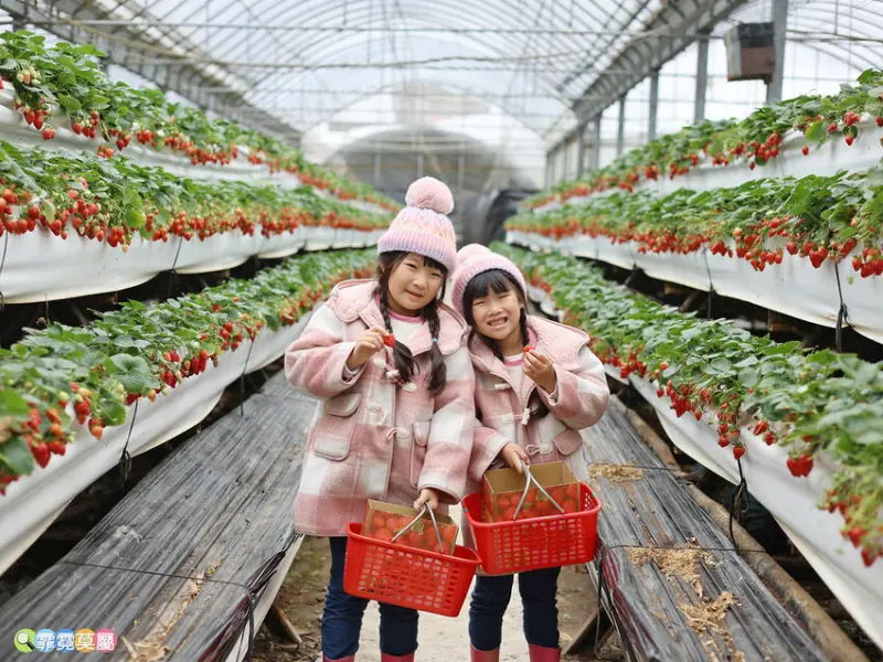 ★新竹親子景點★ 金勇番茄農場，全國番茄品種最多的休閒農場，