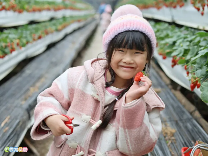 ★新竹親子景點★ 金勇番茄農場，全國番茄品種最多的休閒農場，