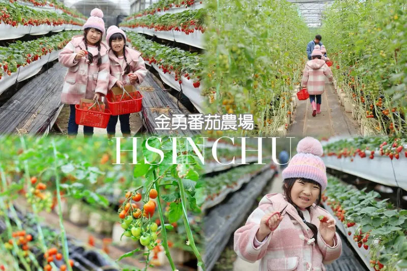 ★新竹親子景點★ 金勇番茄農場，全國番茄品種最多的休閒農場，