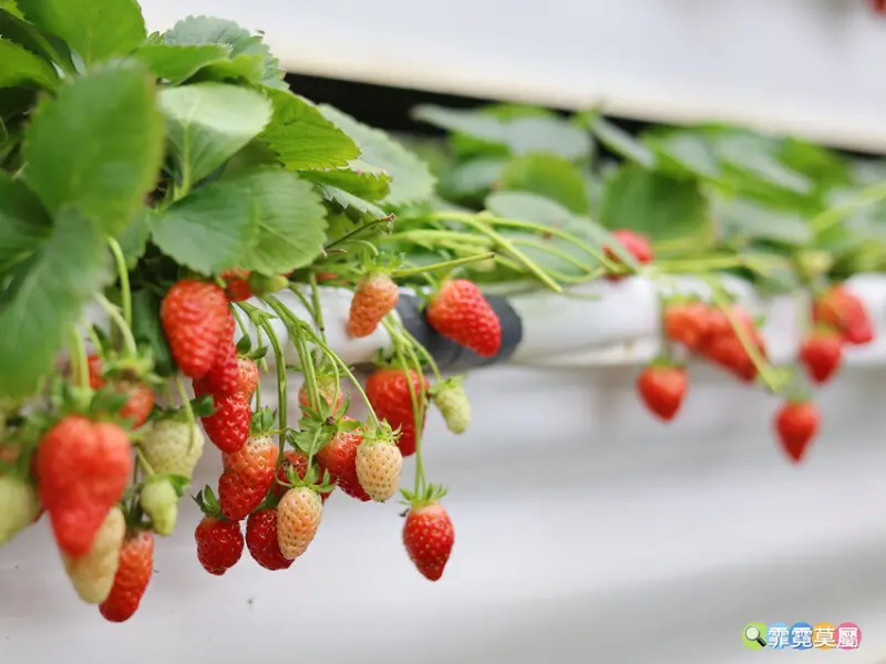 ★新竹親子景點★ 金勇番茄農場，全國番茄品種最多的休閒農場，