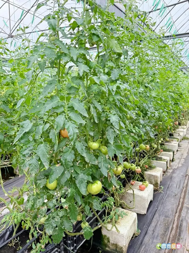 ★新竹親子景點★ 金勇番茄農場，全國番茄品種最多的休閒農場，