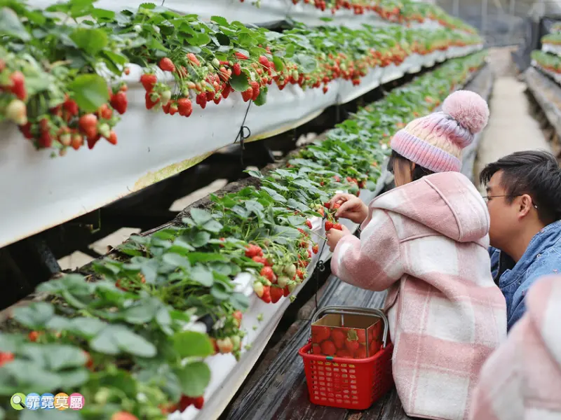 ★新竹親子景點★ 金勇番茄農場，全國番茄品種最多的休閒農場，