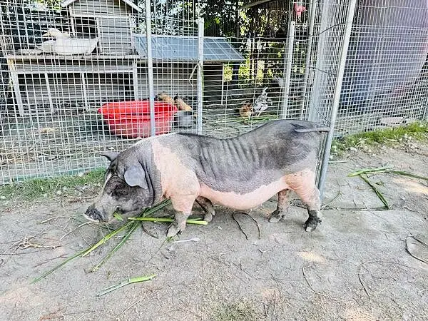 ★彰化親子景點推薦★彰化田尾最新『有樂莊園』百元門票全額抵，