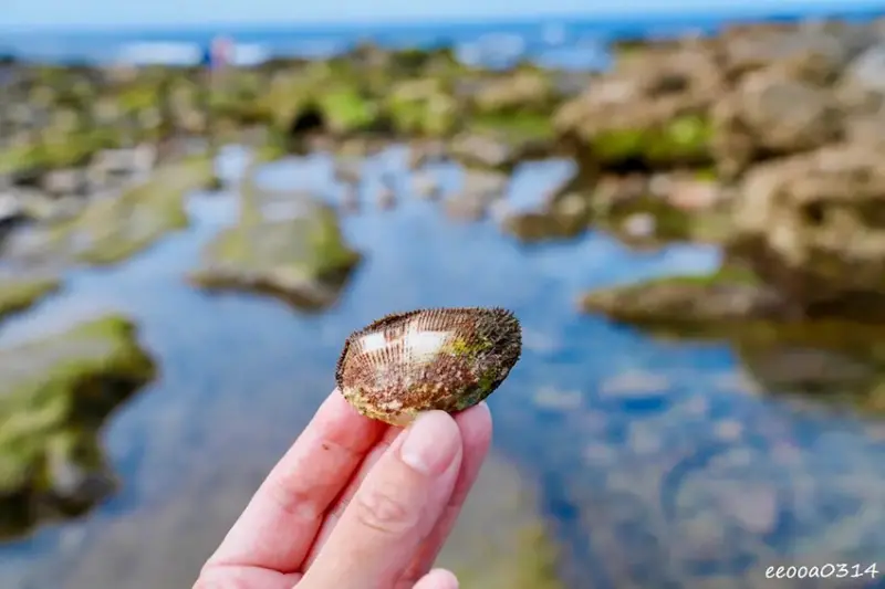 東北角親子旅遊推薦「馬崗潮間帶」生態觀察超好玩! 小螃蟹、海