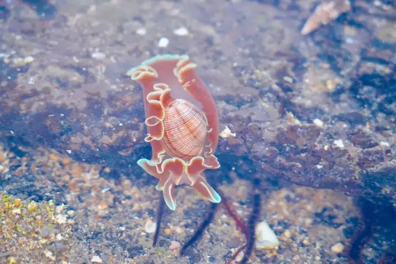 東北角親子旅遊推薦「馬崗潮間帶」生態觀察超好玩! 小螃蟹、海