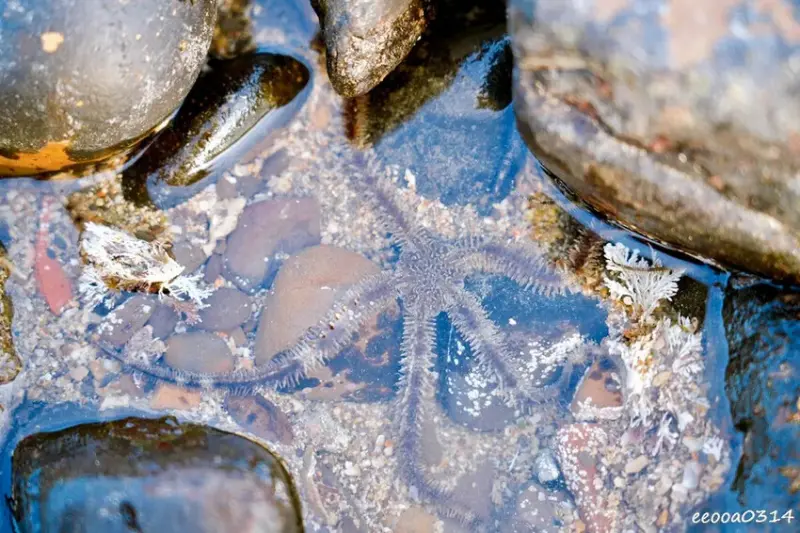 東北角親子旅遊推薦「馬崗潮間帶」生態觀察超好玩! 小螃蟹、海