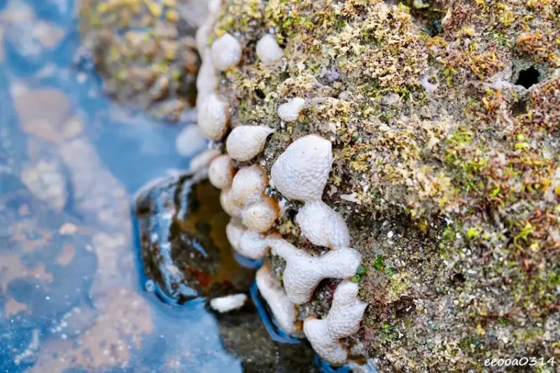 東北角親子旅遊推薦「馬崗潮間帶」生態觀察超好玩! 小螃蟹、海