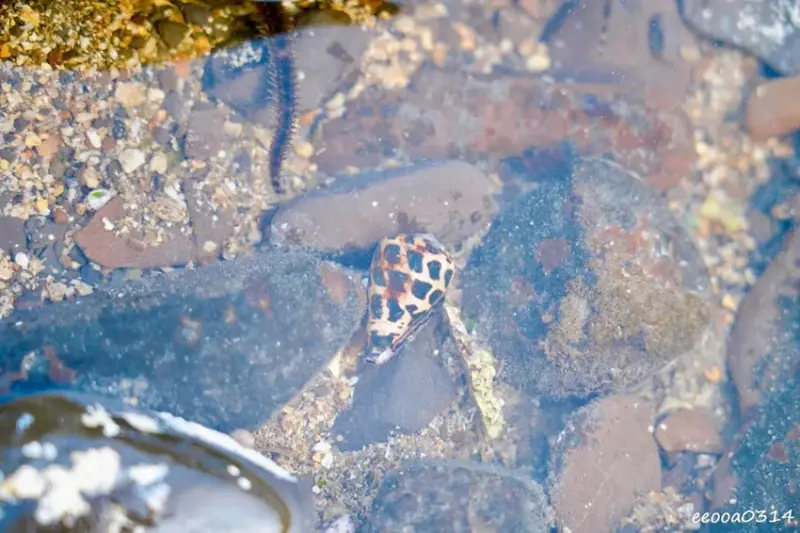 東北角親子旅遊推薦「馬崗潮間帶」生態觀察超好玩! 小螃蟹、海