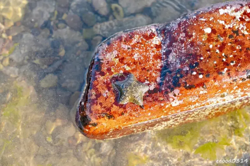 東北角親子旅遊推薦「馬崗潮間帶」生態觀察超好玩! 小螃蟹、海