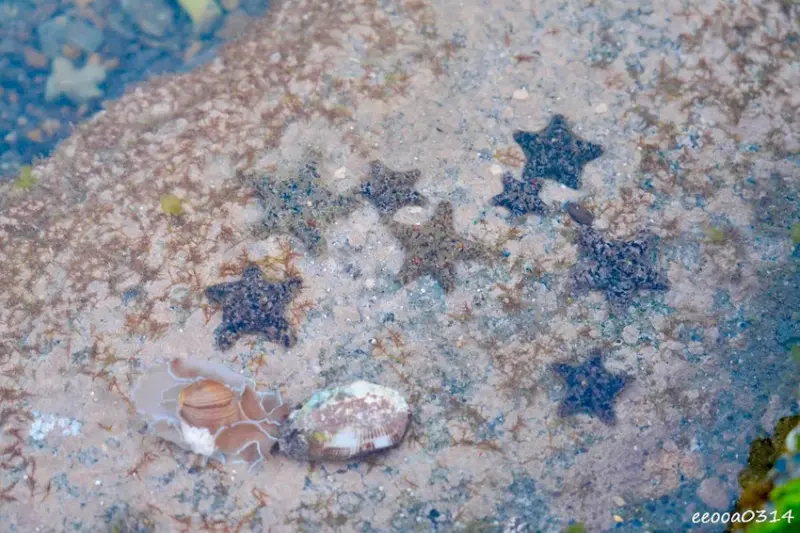 東北角親子旅遊推薦「馬崗潮間帶」生態觀察超好玩! 小螃蟹、海