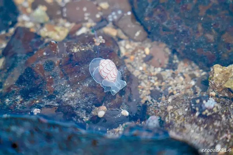 東北角親子旅遊推薦「馬崗潮間帶」生態觀察超好玩! 小螃蟹、海