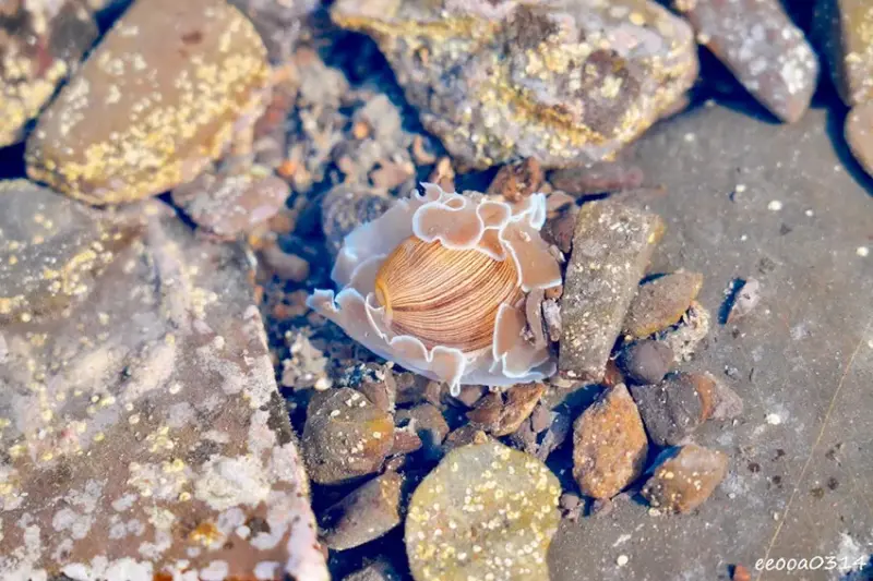 東北角親子旅遊推薦「馬崗潮間帶」生態觀察超好玩! 小螃蟹、海