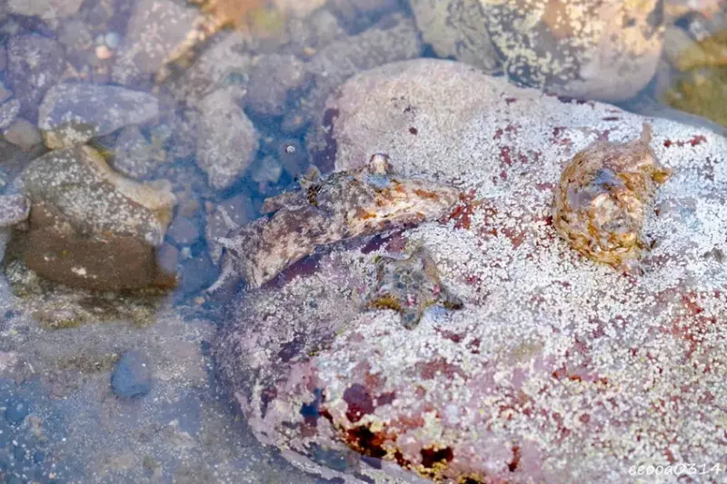 東北角親子旅遊推薦「馬崗潮間帶」生態觀察超好玩! 小螃蟹、海