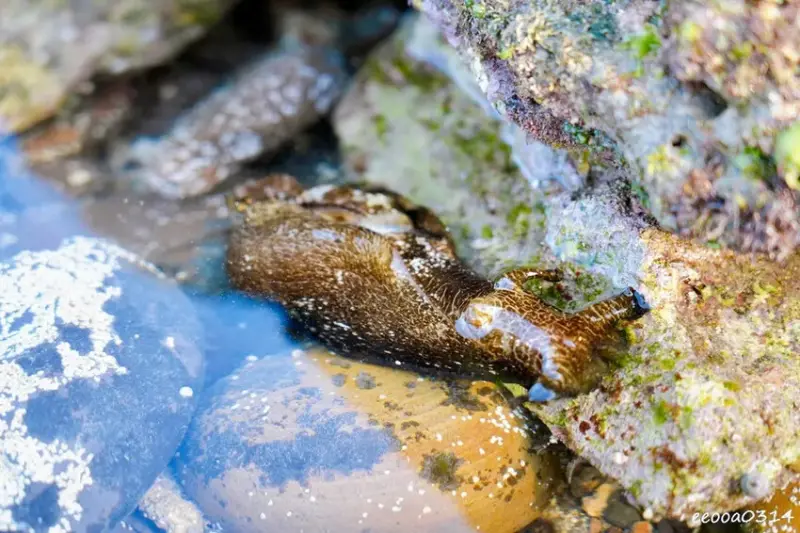 東北角親子旅遊推薦「馬崗潮間帶」生態觀察超好玩! 小螃蟹、海