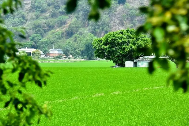 台中外埔忘憂谷