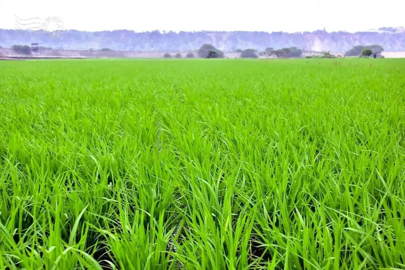 台中外埔忘憂谷