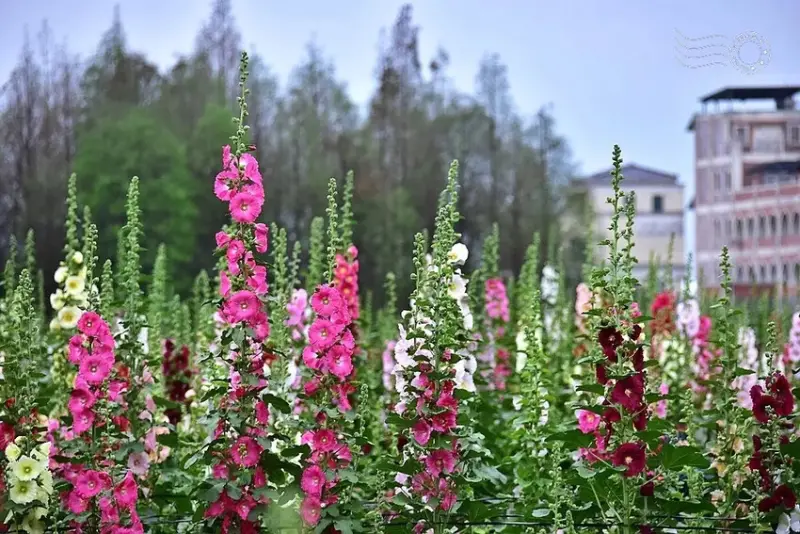 2025員林蜀葵花季