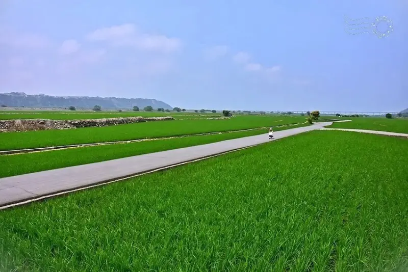 台中外埔忘憂谷